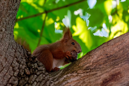 squirrel on a tree in the forest