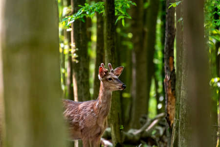 Young deer in summer forestの写真素材