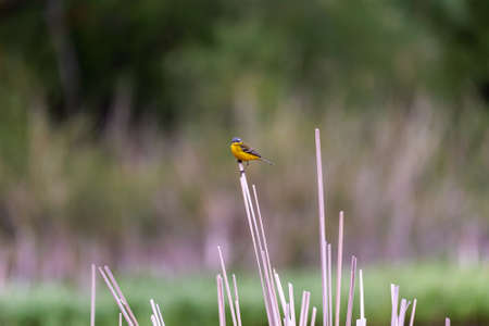 Motacilla flava Linnaeusの写真素材