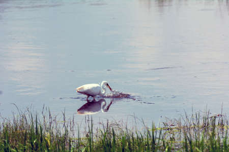 White heron in search of food on the lakeの写真素材