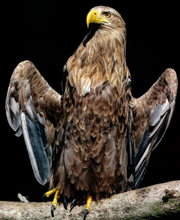 Big White-tailed eagle, portrait of a birdの写真素材
