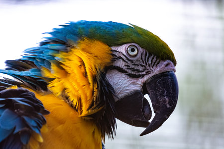 Great macaw parrot in the tree