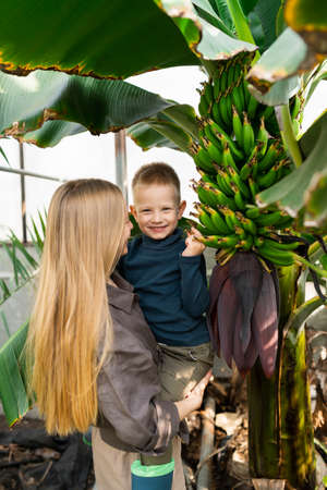 Mom and son near banana tree in a greenhouseの写真素材