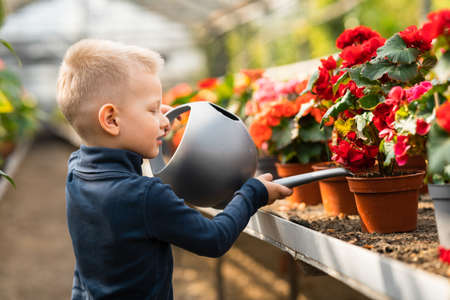 Boy watering flowers in a greenhouseの写真素材