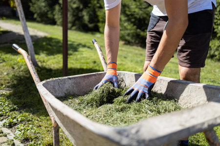 Man loads freshly cut grass into a wheelbarrowの写真素材