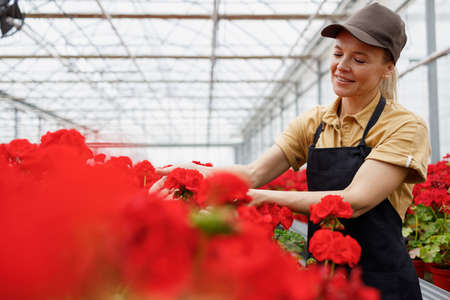 Portrait of a pretty mature woman florist working in a greenhouse with flowersの写真素材