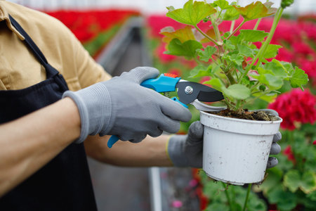 Florist woman's hands with pruner trim the withered leaves of a flower in a greenhouse