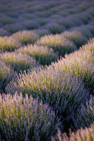 Blooming lavender in a fieldの写真素材