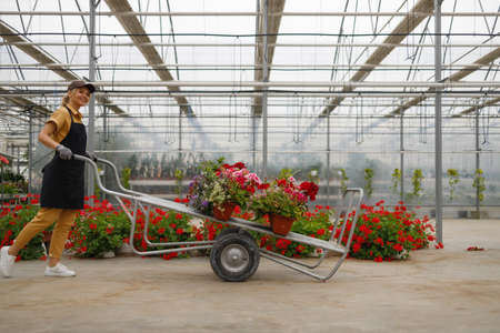 Side view of joyful middle aged woman pushing wheelbarrow with potted flowers in greenhouseの写真素材