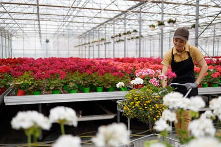 Flower greenhouse worker walks around the nursery and collects orders in a shopping cartの写真素材