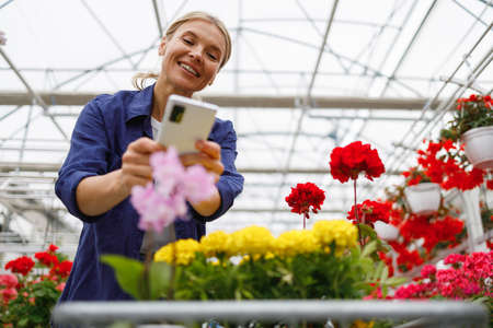 Attractive mature woman in a greenhouse taking a photo of flowers on a smartphoneの写真素材