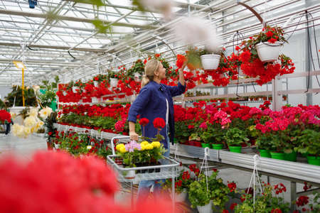 Female shopper with a cart chooses flowers in a greenhouseの写真素材