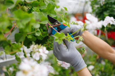 Close up view of female hands who cutting wilted flowers in a greenhouse