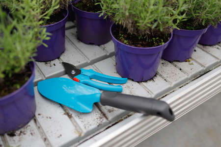 Gardener's tools lying on a shelf with pots of lavender seedlingsの写真素材