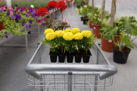 Shopping cart with marigold and geranium flowers in a greenhouseの写真素材