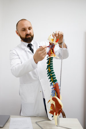 Male doctor shows the spine modelの写真素材