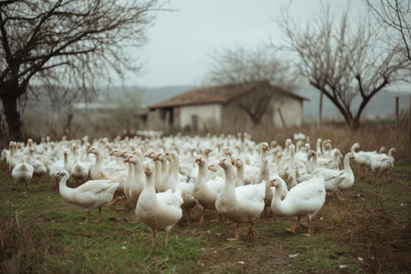 Scenic Geese Farming Vistaの素材