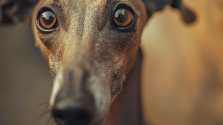 Celebrating Galgos: World Awareness Dayの素材