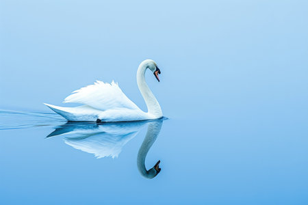 Beautiful Swan with Water Mirrorの素材