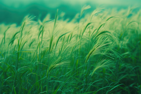 Lush Wheat Field Bathed in Soft Green Light, Windswept Serenityの素材