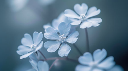 Delicate Petals in Cool Gray Tonesの素材