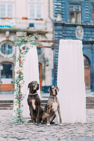 Two purebred dogs near the vintage wedding arch in Lviv city centre.の写真素材