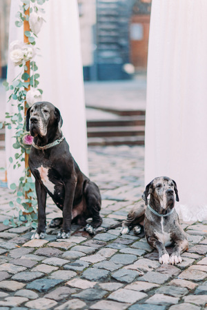 Couple of purebred hounds sitting on the pavement near the wedding decorations in the  european city center.の写真素材