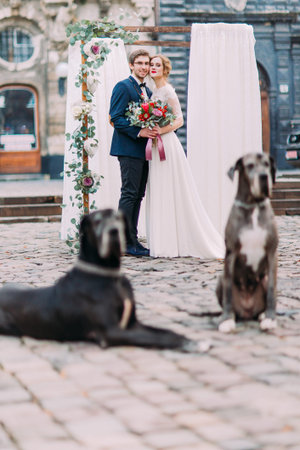 Pretty blond bride and stylish groom posing for camera with two purebred dogs on foreground.の写真素材