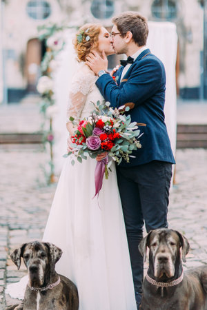 Charming wedding couple softly kissing and their big purebred dogs lying near them.の写真素材