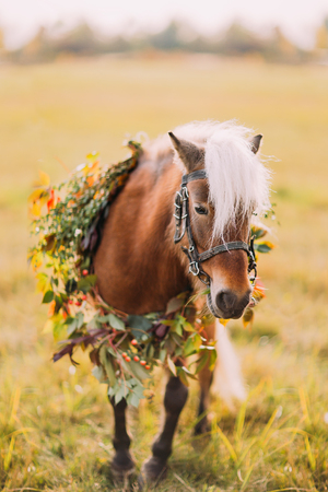 Little pony with flowers on the sunny green field.の写真素材