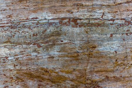 Interesting bark texture close up. Oak barkの写真素材