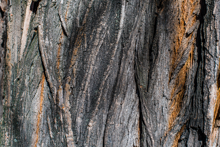 Interesting wooden bark close up. Natural patterns.の写真素材