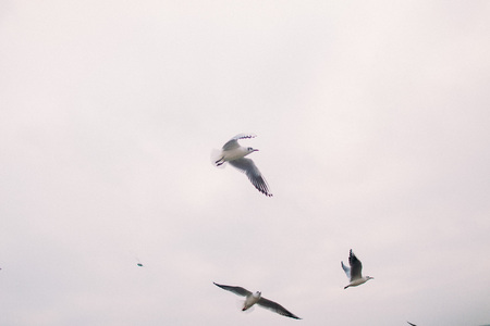 Vintage photo of flying seagulls. Beautiful sea landscape.の写真素材