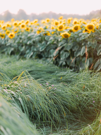 Golden sunflower in the field backlit by the rays of the setting sunの写真素材