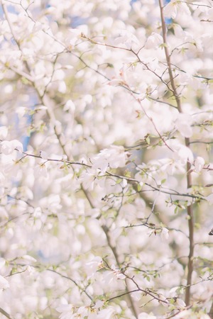 Bunches of plum blossom with white flowers against the blue sky.の写真素材