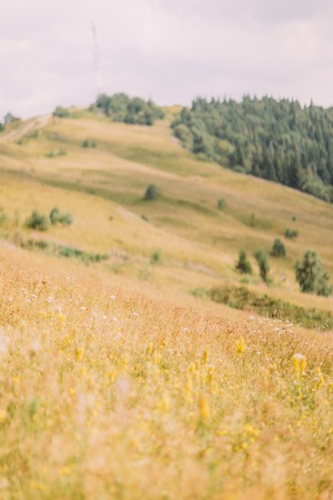 Carpathian hills landscape with yellow meadow at foreground and distant pine forest on background.の写真素材