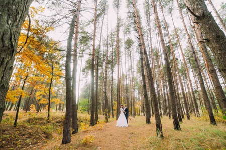 Happy stylish newlyweds posing in the autumn pine forest.の写真素材