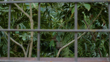 Tropical Plants in greenhouse at botanic garden.の写真素材