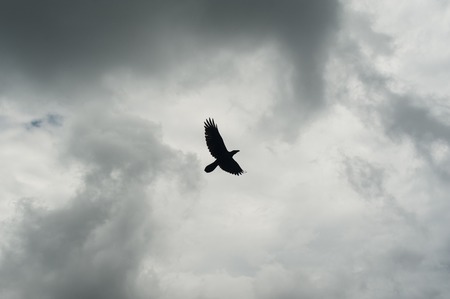 Silhouette of black crow flying over grey sky. Depressing dramatic background.の写真素材