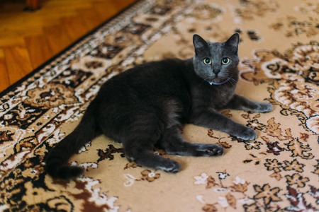 Black cat lies on the carpet with eastern-style patterns at home and resting, looking to camera.の写真素材
