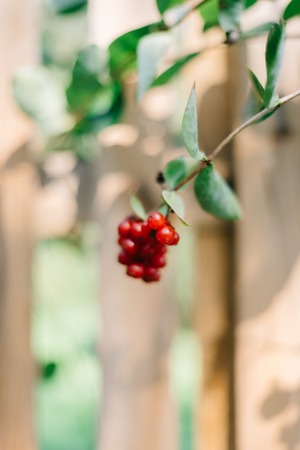 Red berry hangs between green branchesの写真素材