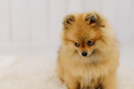 Pomeranian spitz looks adorable sitting on white carpetの写真素材