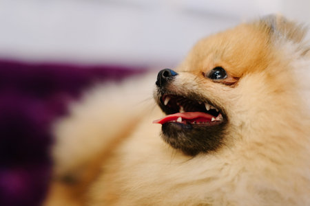 Fluffy pomeranian spitz stands on violet couch