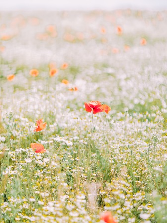 The close-up view of the poppy among white flowers in the fieldの写真素材