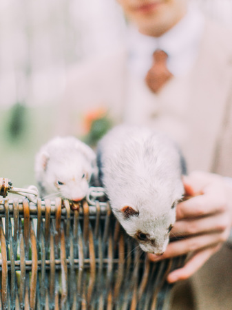 The close-up photo of the little gray ferrets getting out of the woven box which is held by the groom`s hands.の写真素材