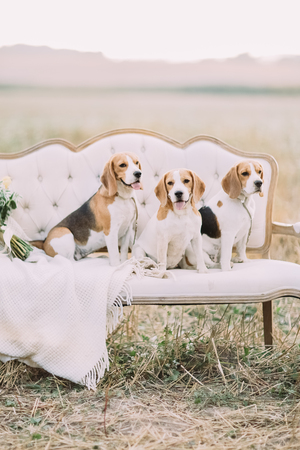 Close-up portrait of the little cute dogs in the brown dots sitting on the white vintage sofa among the field.の写真素材