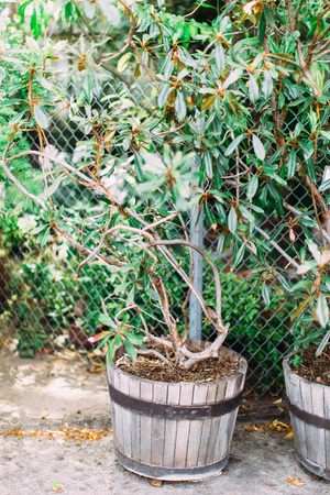 Huge plant in the wooden pot. Botanic garden locationの写真素材