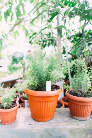 Rare plants in the pots. Greenhouse locationの写真素材