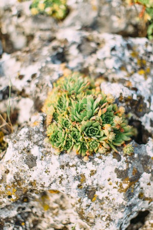The vertical photo of the green flowers growing in the mountains rockの写真素材