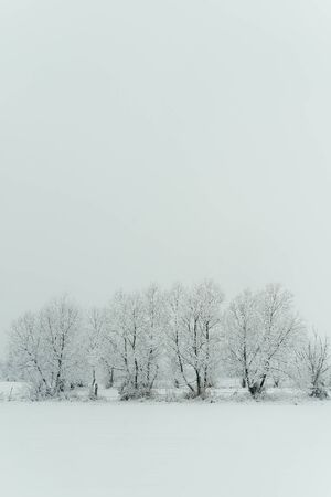 White concept. Vertical shot of the mysterious landscape covered with fluffy snow. The snowfall. Beautiful countryside.の写真素材